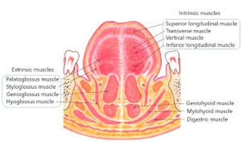 Botulinum Neurotoxin Therapy for Lingual Dystonia Using an Individualized Injection Method Based on Clinical Features